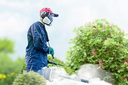 Обработка сада от паразитов - необходимые меры и их регулярность  в Истре