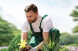 Озеленение и городское благоустройство, создание комфортной среды  в Истре