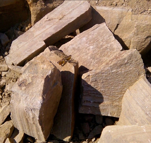 Kamenclub.ru: Песчаник пластушка желтый с рисунком (7-15 см)  купить в Истре плитняк - пластушка - бут желтый песчаник 10200 руб/м3   фото КАМЕНЬ КЛУБ