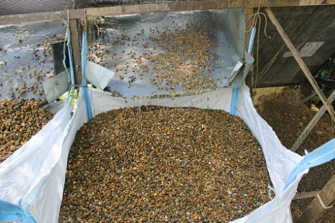 Kamenclub.ru: Галька окат (серо-желтая) фр.10-20 мм. купить  в Истре галька серо-желтая, рыжая, серый речная окатанная округлая галька 5000 руб/т   фото КАМЕНЬ КЛУБ