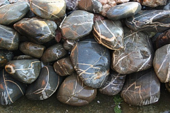 Kamenclub.ru: Валунчик Паутинник фр.100-300 мм  купить в Истре крупный природный камень галечник темно-серый с прожилками белый черный речной валунчик 5000 руб/т   фото КАМЕНЬ КЛУБ