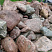 Kamenclub.ru: Конгломераты фр. 300-1000 мм.  купить в Истре кварц мрамор диабаз коричневый, серый зеленоватый речной валун крупный 6500 руб/т   фото КАМЕНЬ КЛУБ