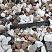 Kamenclub.ru: Мраморная крошка (щебень крошка микс : белый-черный-розовый) фр. 20-40 мм.  купить в Истре мрамор белый, черный, розовый декоративная ландшафтная крошка 12000 руб/т   фото КАМЕНЬ КЛУБ