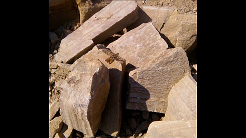 Kamenclub.ru: Песчаник пластушка желтый с рисунком (4-6 см)  купить в Истре плитняк пластушка желтый с рисунком песчаник 9 000 руб/м3   фото КАМЕНЬ КЛУБ