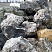 Kamenclub.ru: Черный гранит - кварцит фр. 500-1000 мм.  купить в Истре гранит кварцит черный серый белый скальный колотый валун 9750 руб/т   фото КАМЕНЬ КЛУБ