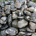 Kamenclub.ru: Валунчик Паутинник фр.100-300 мм  купить в Истре крупный природный камень галечник темно-серый с прожилками белый черный речной валунчик 5000 руб/т   фото КАМЕНЬ КЛУБ