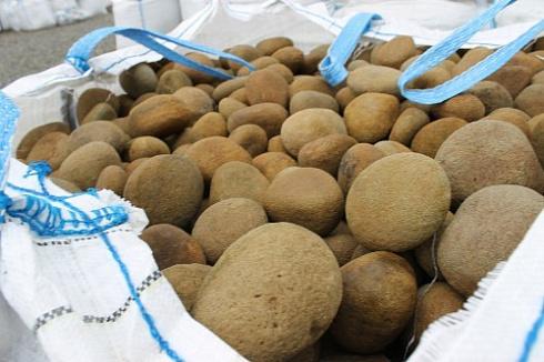 Kamenclub.ru: Песчаник ядра, фр. 100-300 мм  купить в Истре песчаник бежевый серый рыжий речная галька 5 000 руб/т   фото КАМЕНЬ КЛУБ