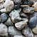 Kamenclub.ru: Речной валун Кабанчик фр.300-500 мм.  купить в Истре крупный природный камень галька серый, темно-серый речной валун галечник масштабный 7000 руб/т   фото КАМЕНЬ КЛУБ