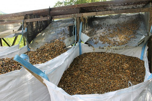 Kamenclub.ru: Галька окат (серо-желтая) фр.10-20 мм. купить  в Истре галька серо-желтая, рыжая, серый речная окатанная округлая галька 5000 руб/т   фото КАМЕНЬ КЛУБ