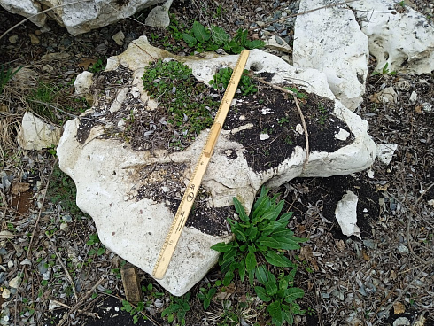 Kamenclub.ru: Выветренный известняк со мхом фр. 100-500 мм.  купить в Истре известняк серый белый зеленый валун известняковый крупный 10000 руб/т   фото КАМЕНЬ КЛУБ