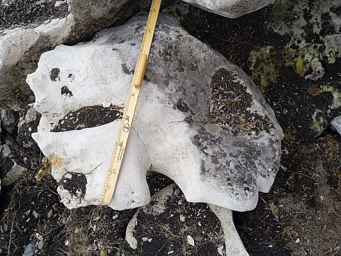 Kamenclub.ru: Выветренный известняк (степной) фр. 500-1500 мм.  купить в Истре    10000 руб/т   фото КАМЕНЬ КЛУБ