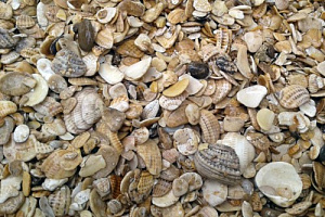 Морская ракушка фр. 5-20 мм  купить в Истре фото Камень Клуб