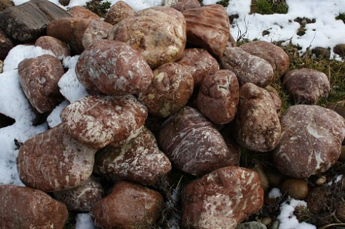 Kamenclub.ru: Розовый валунчик фр.100-300 мм.  купить в Истре крупный природный камень розовый, серый молочный красный речной галечник природный 7850 руб/т   фото КАМЕНЬ КЛУБ